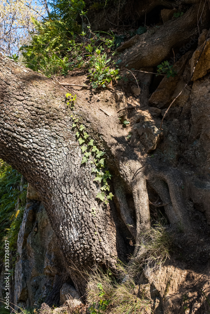 Roots and trunk of an ancient oak tree