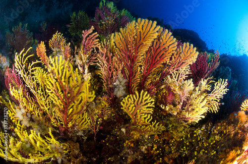 Ambiente subacqueo gorgonia