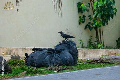 A picture of rubbish been dump at the roadside with crow insight.