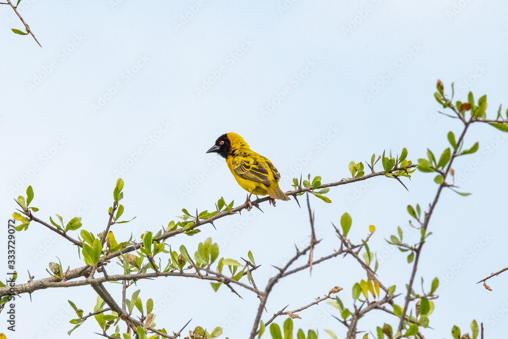 Naklejka premium southern masked weaver ploceus velatus