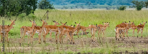 giraffe in the grass