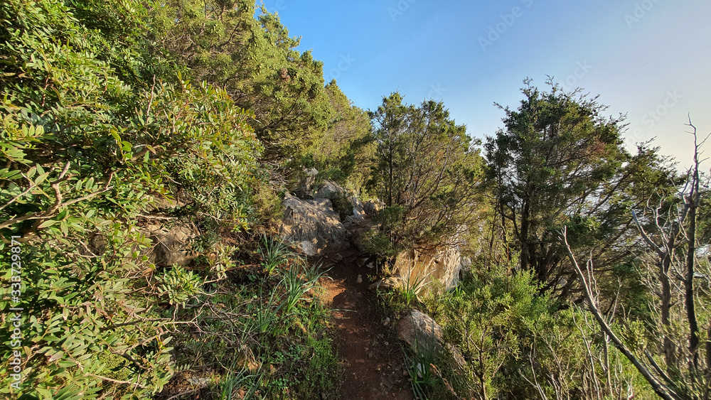 Fototapeta premium trees in mountains
