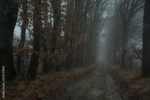 road in the forest on a frosty morning