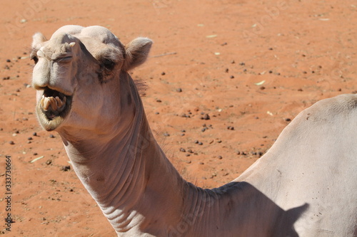 Camel in the red desert of Australia