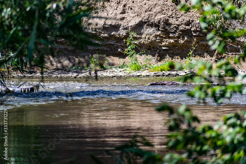 A flowing river with fresh water over which hang large trees with green leaves  pass the sun s rays  and around a lot of plants  grass and flowers that create shadows