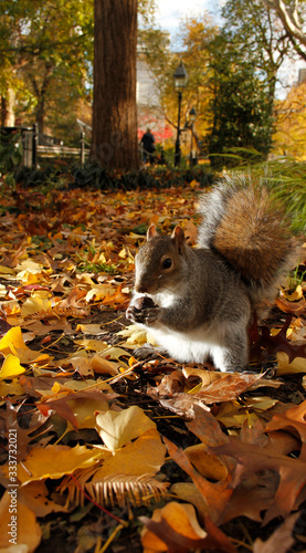 Little grey Squirrel eating a nut in Washington Square Park.