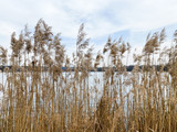  Close-up of reeds plants against the background of a lake and blue sky in spring.
