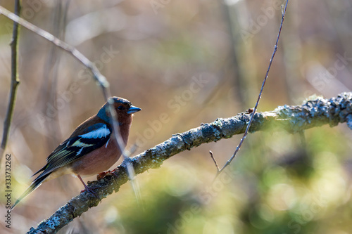 blue tit on branch