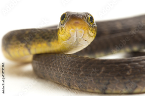 Water Snake Triangle Keelback (Xenochrophis trianguligerus) isolated on white background photo