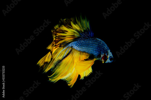Betta fish.fighting fish.Halfmoon yellow betta fish isolated on black background. © Chinnachote