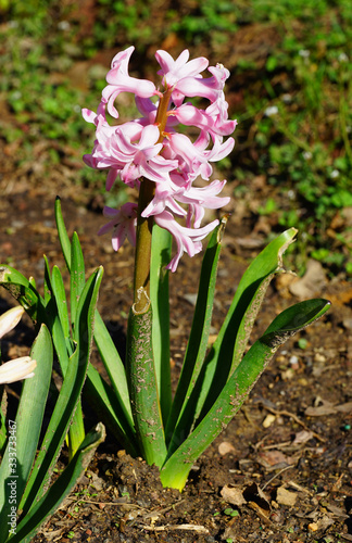 Fragrant pink hyacinth flower growing in the spring garden
