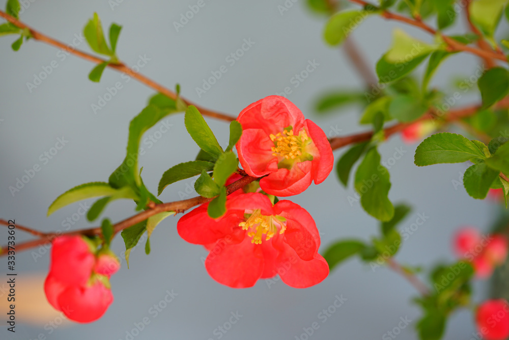 Red orange blooms of flowering quince chaenomeles shrub Red orange blooms of flowering quince chaenomeles shrub