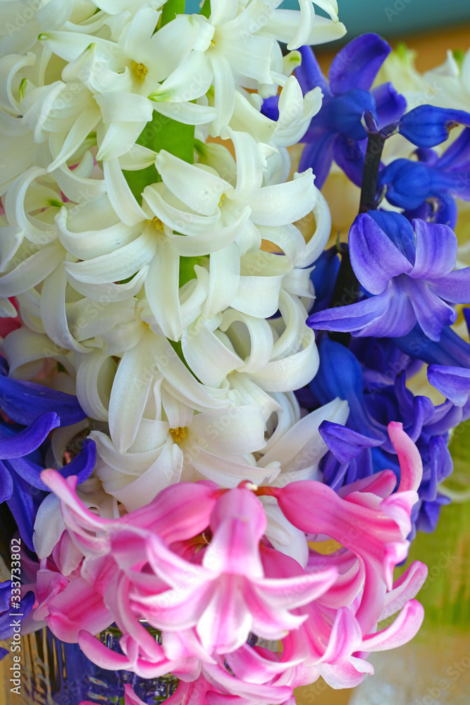 Bouquet of fragrant pink, purple and white hyacinth flowers in a vase