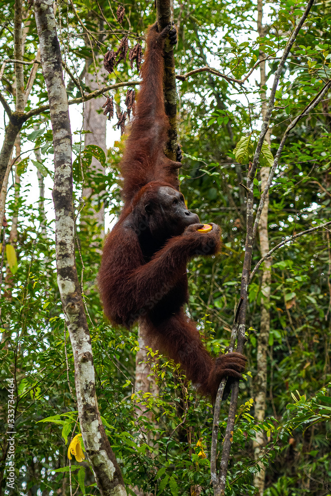 Orangutan from Borneo eating a fruit while hanging from a tree Orangutan from Borneo eating a fruit while hanging from a tree
