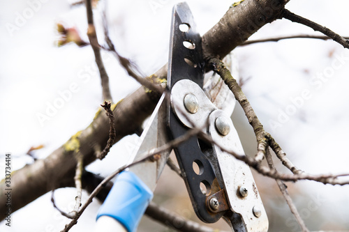 Pruning of trees with secateurs in the garden.