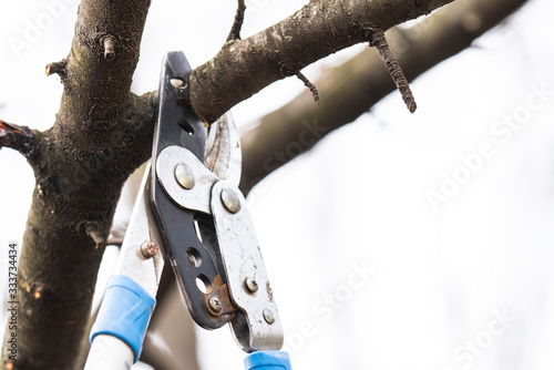 Pruning of trees with secateurs in the garden.