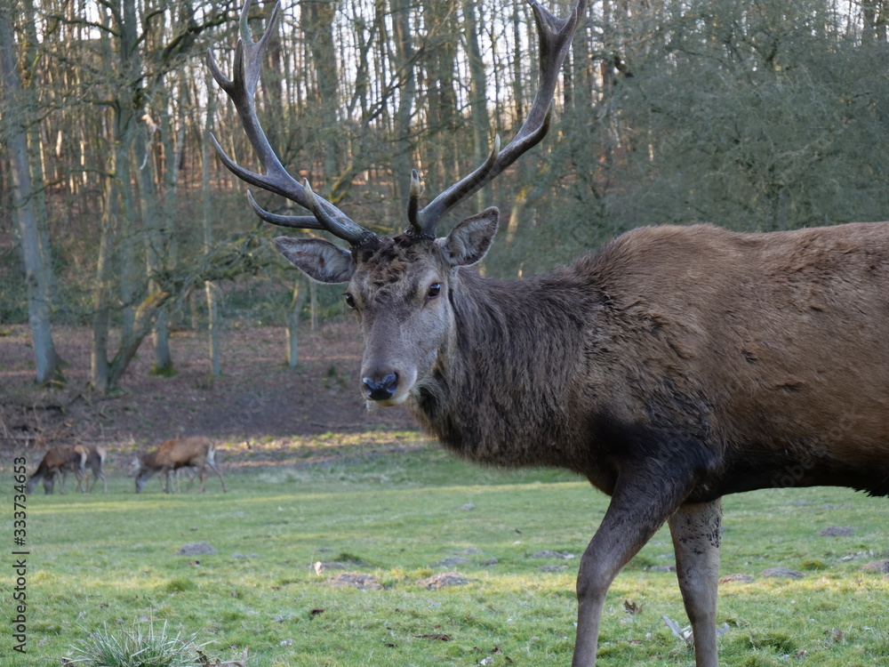 Red deer Red deer