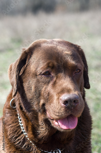 Portrait of chocolate Labrador