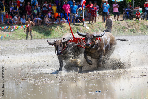 Running a water buffalo race One festival in Thailand
