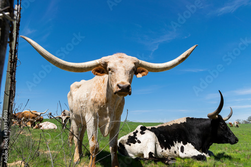Longhorn bulls next to barbed wire fence