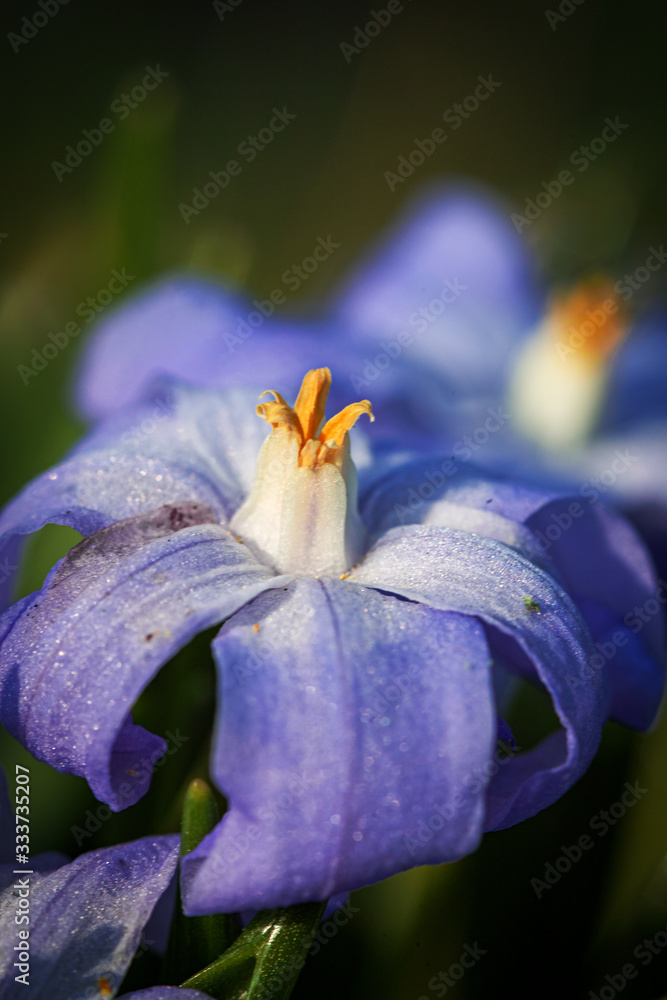 Chionodoxa forbesii - Große Sternhyazinthe spring hyazinth