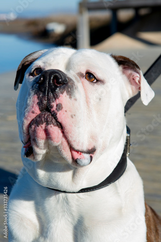 big head dog portrait in the foreground