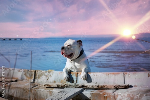 bulldog dog leaning on a boat