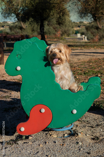 Yorkshire dog mounted on a swing in the park
