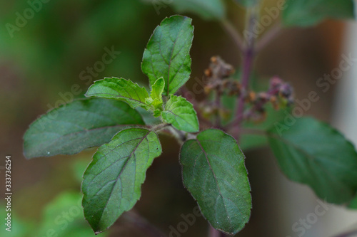 Basil leaf flower and plant or Ocimum tenuiflorum are ayurvedic medicine,commonly known as tulasi is an aromatic perennial plant