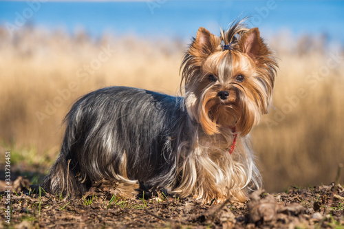Yorkshire terrier dog standing on grass on nature © zanna_