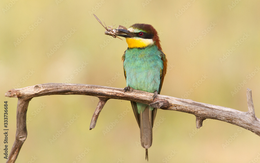 Bee-eater caught prey. Beautiful colorful bird Bee-eater caught prey. Beautiful colorful bird