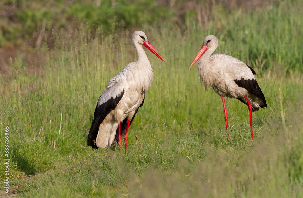 A family of white storks stands in the grass. Two storks A family of white storks stands in the grass. Two storks