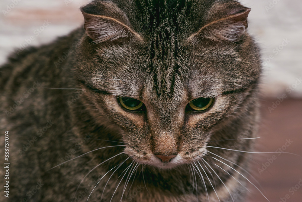 The head of a cat of Siberian breed close-up. Looking green eyes down. Pictures of beautiful animals. The head of a cat of Siberian breed close-up. Looking green eyes down. Pictures of beautiful animals.