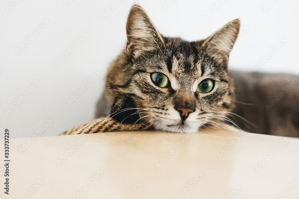 Lonely tired beautiful cat put his head on table and look forward. Pet with amazing green eyes has rest. Lonely tired beautiful cat put his head on table and look forward. Pet with amazing green eyes has rest.