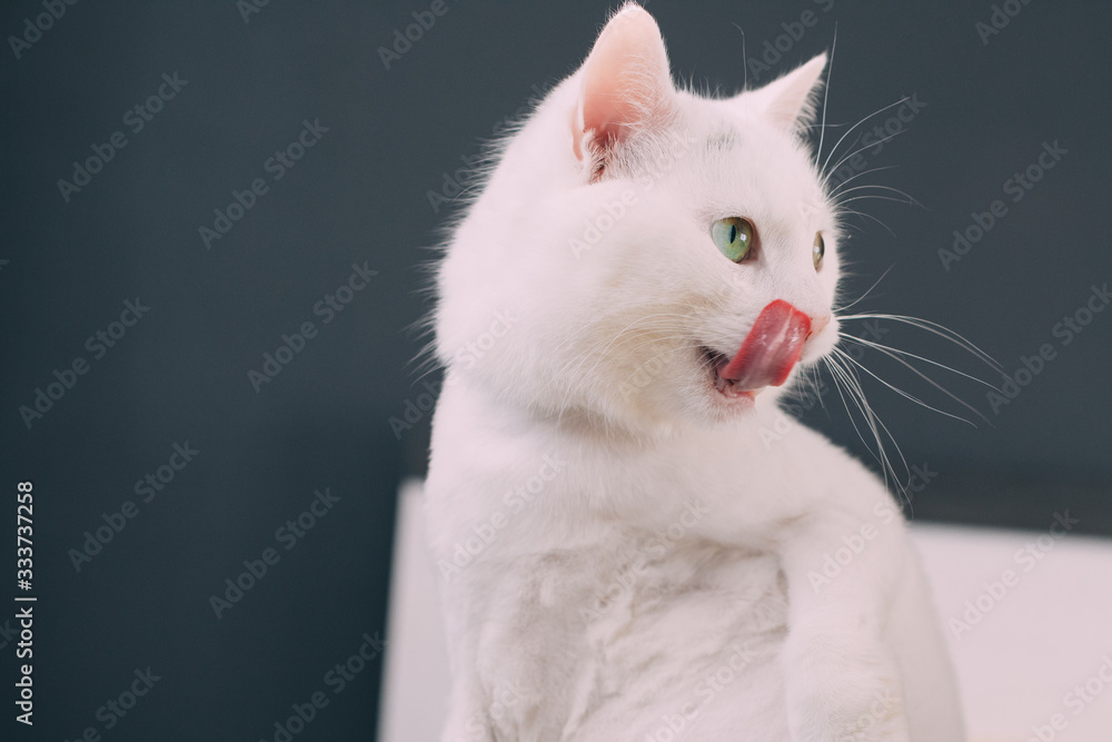 Fluffy white cat show tongue. Licking his mouth. Isolated over background. Fluffy white cat show tongue. Licking his mouth. Isolated over background.