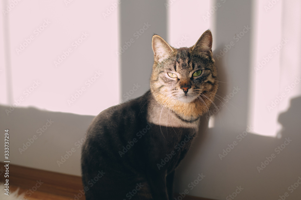 Angry lonley cat stand at wall and look on camera with green eyes. Sun shines in room. Cat stand mostly in shadow.