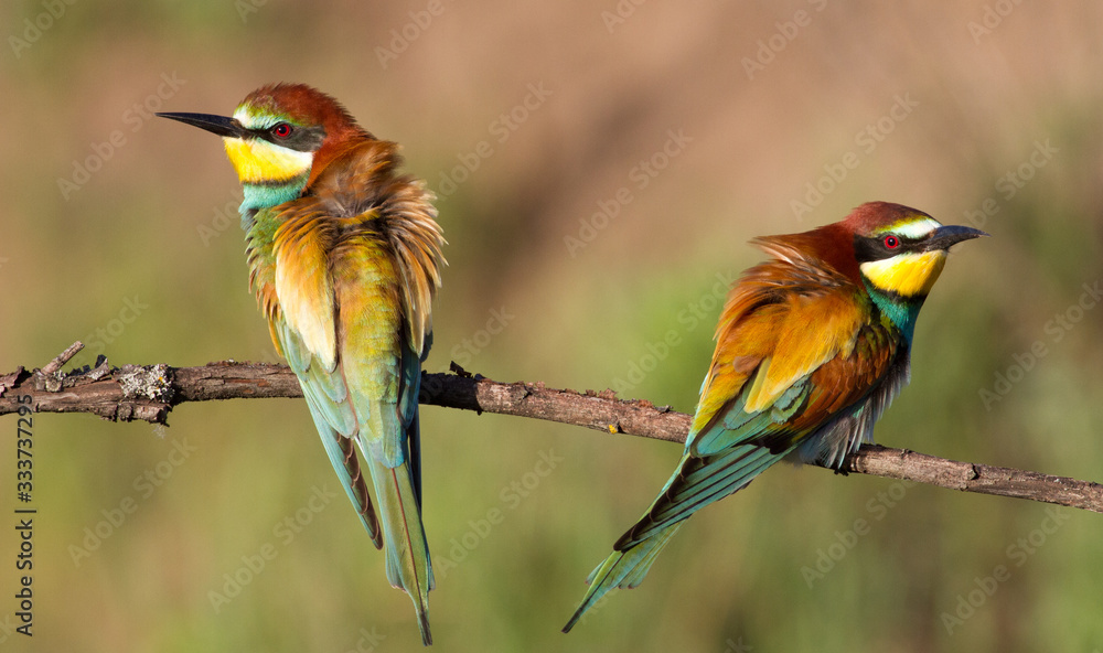 European bee eater, Merops apiaster. Two bee-eater European bee eater, Merops apiaster. Two bee-eater