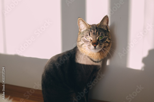 Angry lonley cat stand at wall and look on camera with green eyes. Sun shines in room. Cat stand mostly in shadow.