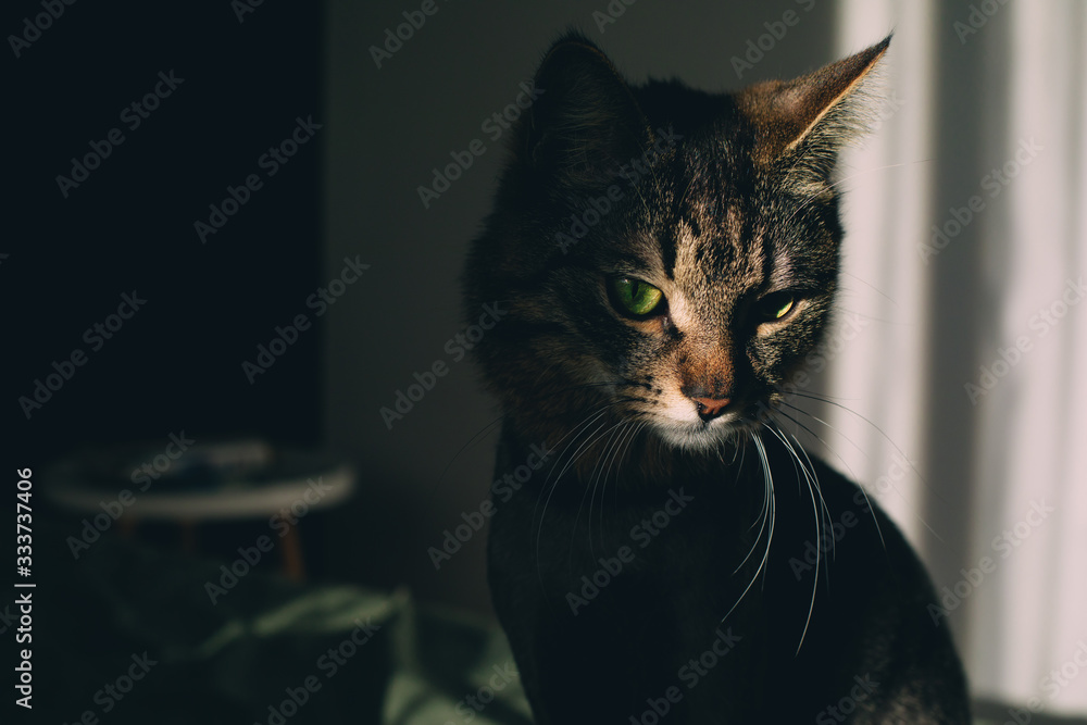 Peaceful sad young fluffy cat with amazing green eyes in shadow. Portrait of pet alone in room. Sunset.