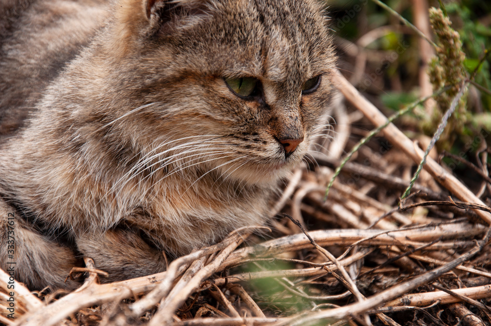 Beautiful tricolor сat with green eyes is sweetly laying on the dry grass and looking forward. Pet on the yard Beautiful tricolor сat with green eyes is sweetly laying on the dry grass and looking forward. Pet on the yard