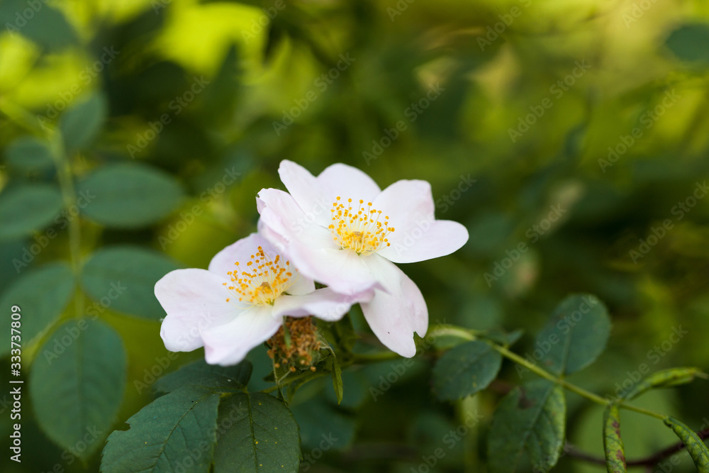 White flowers White flowers