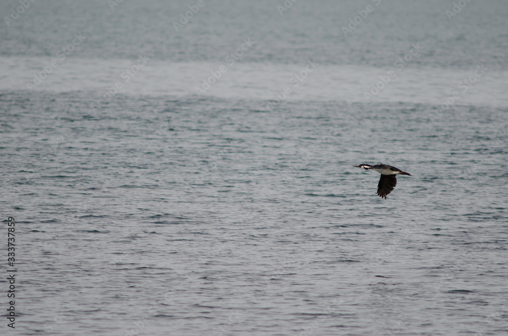 Imperial shag Leucocarbo atriceps flying over the sea. Imperial shag Leucocarbo atriceps flying over the sea.