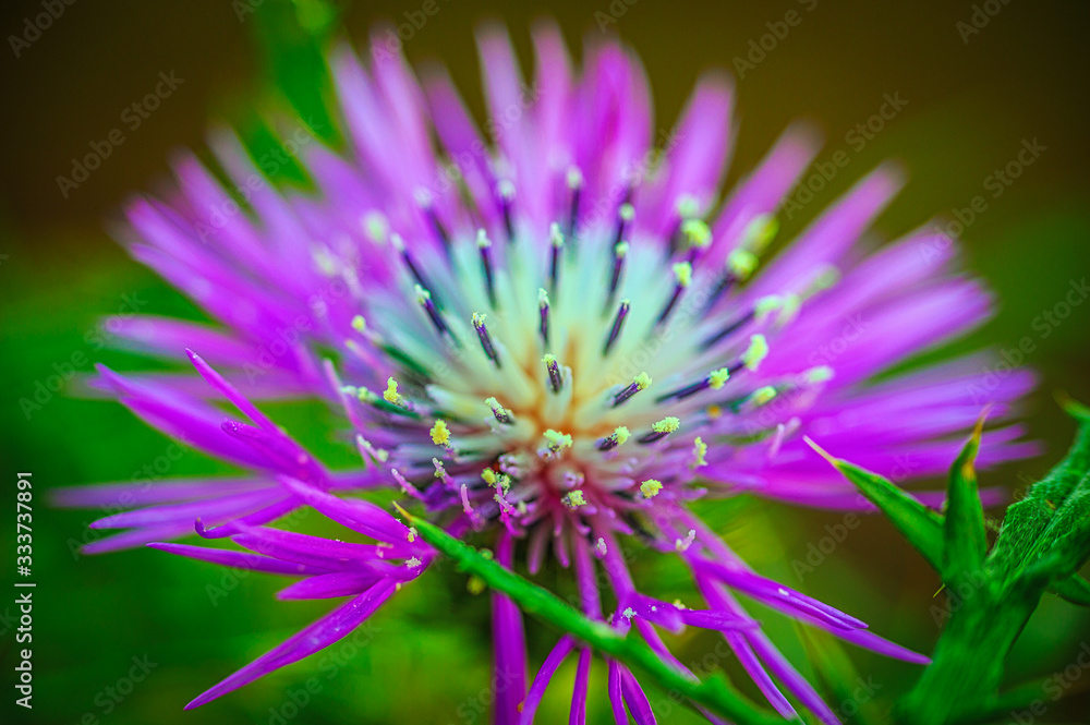 Flower with pollen, the dust of life. Flower with pollen, the dust of life.