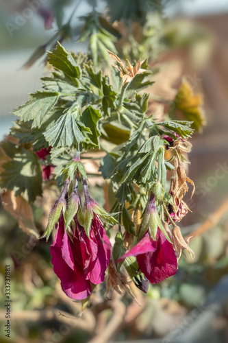 The faded flower the plant is  diseased during the dry season.