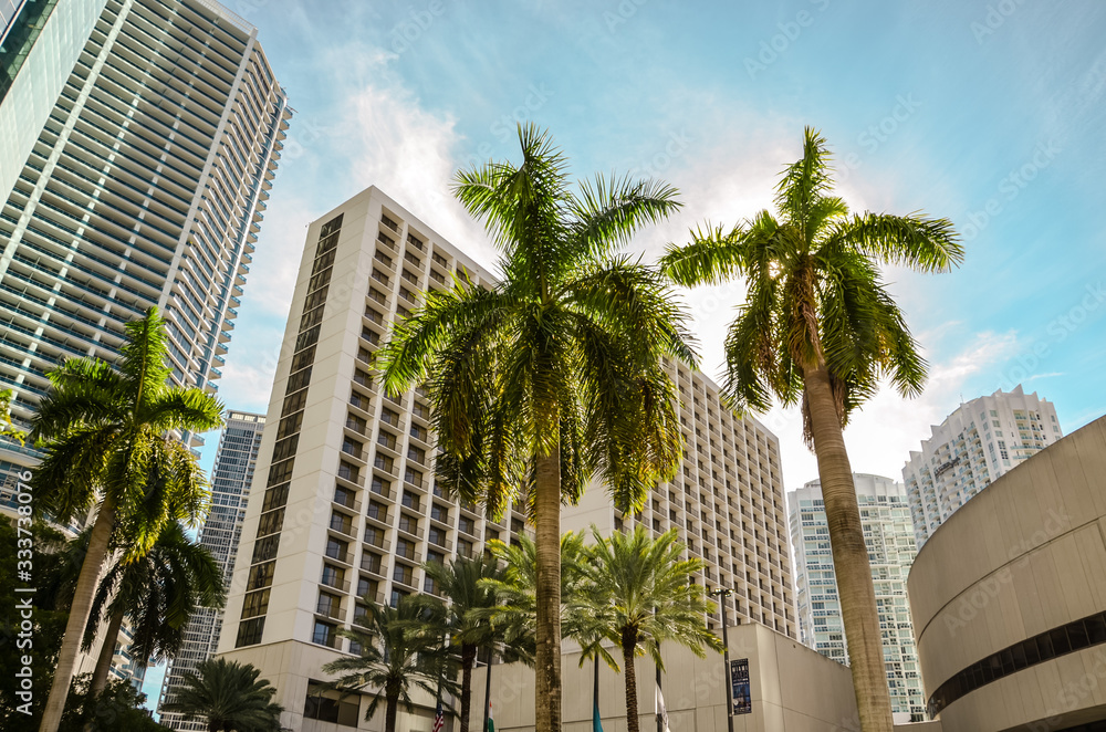 Palmen vor der Skyline von Miami