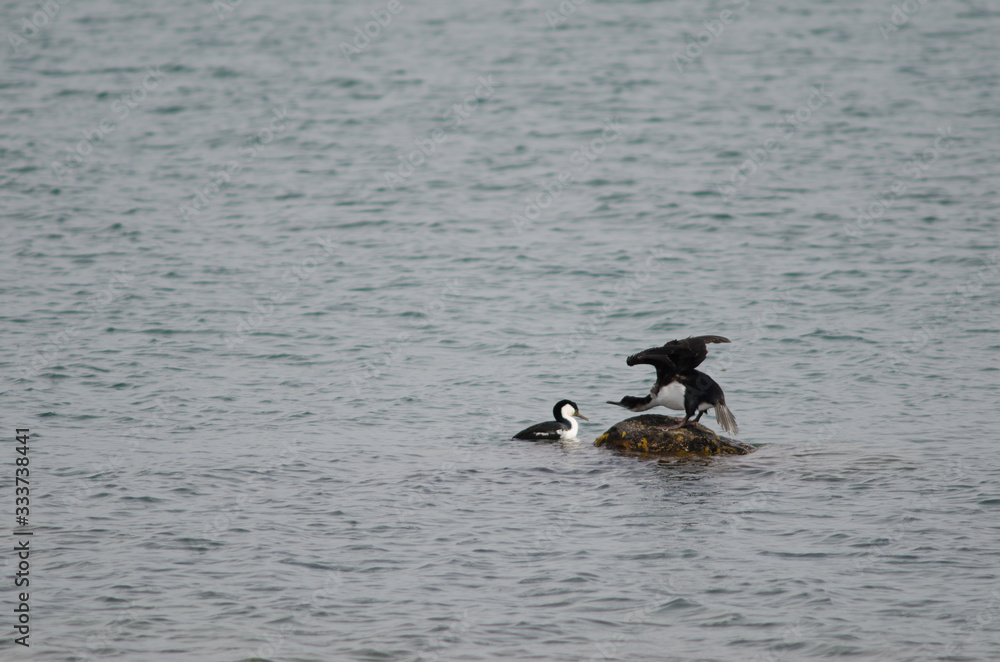 Fototapeta premium Imperial shags Leucocarbo atriceps on the sea.