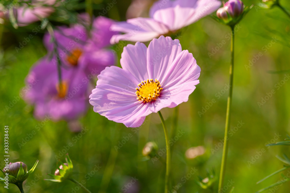 Cosmos Flower in the garden Cosmos Flower in the garden