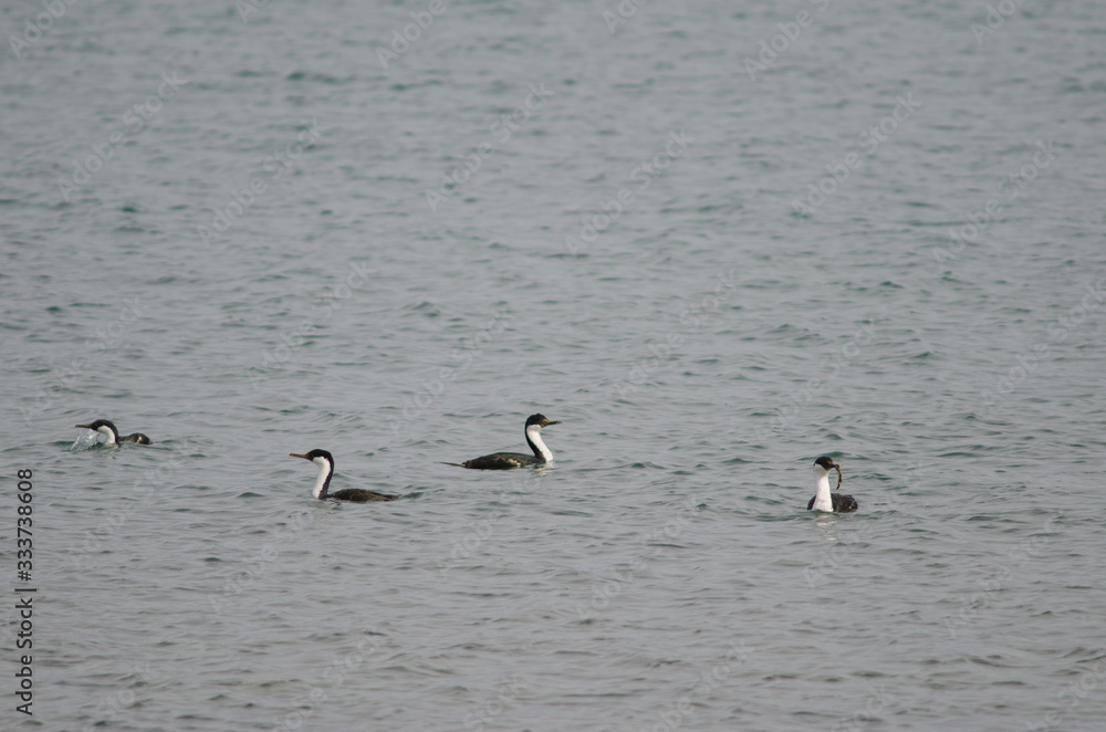 Imperial shags Leucocarbo atriceps on the sea.