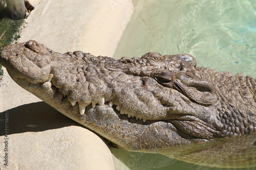 Crocodile in an zoo habitat