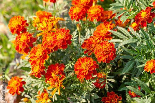 French Marigold Flower in the garden